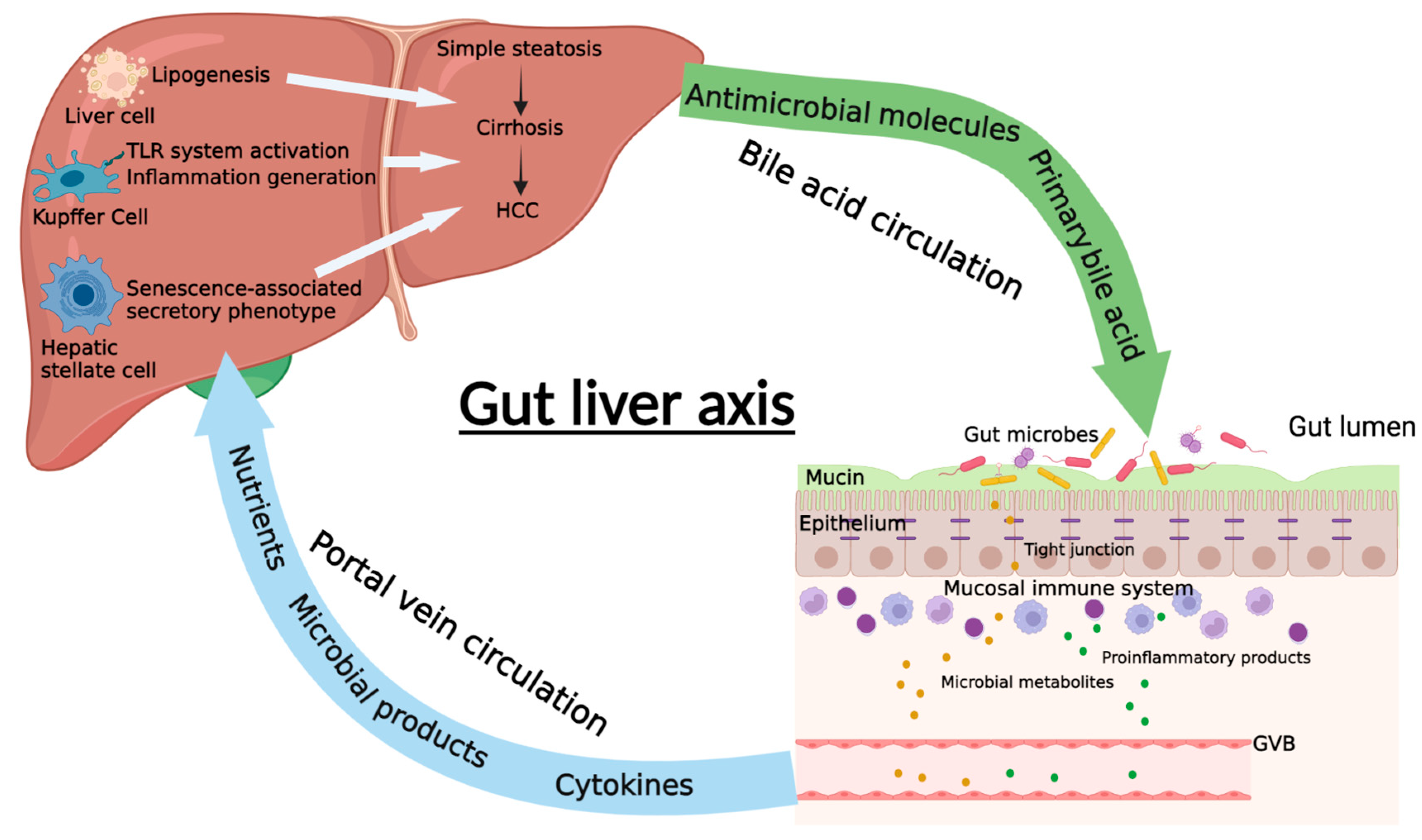 Drug Reverses Severe Fatty Liver Disease by Restoring Gut Health