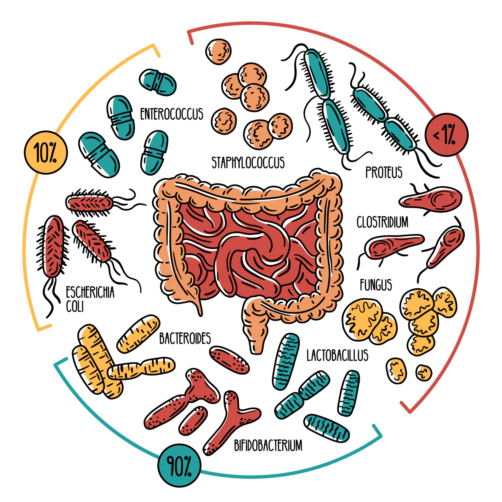 gut microbiome bacteria illustration