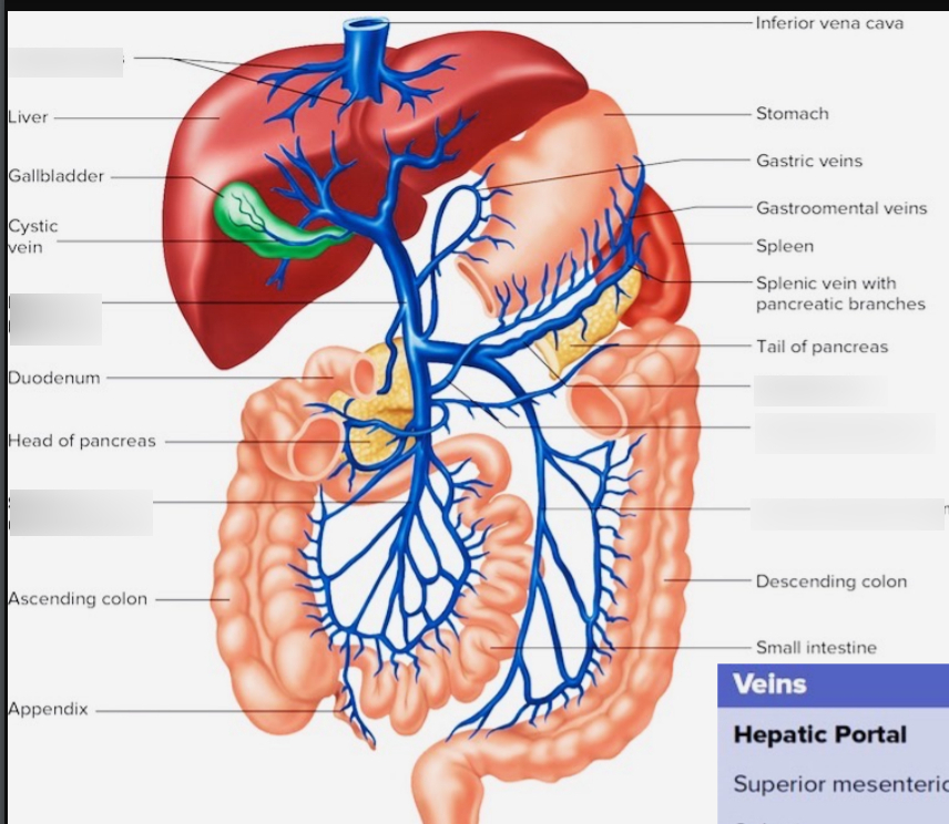portal vein anatomy liver
