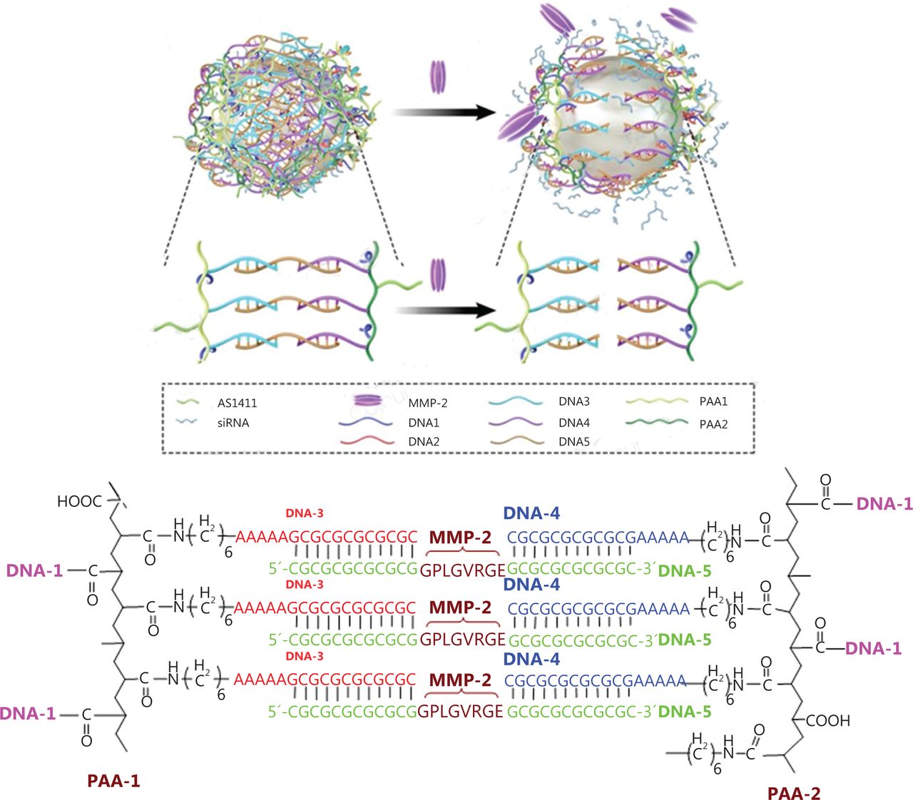Dual-Action Therapy Targets Lung Cancer and Muscle Wasting