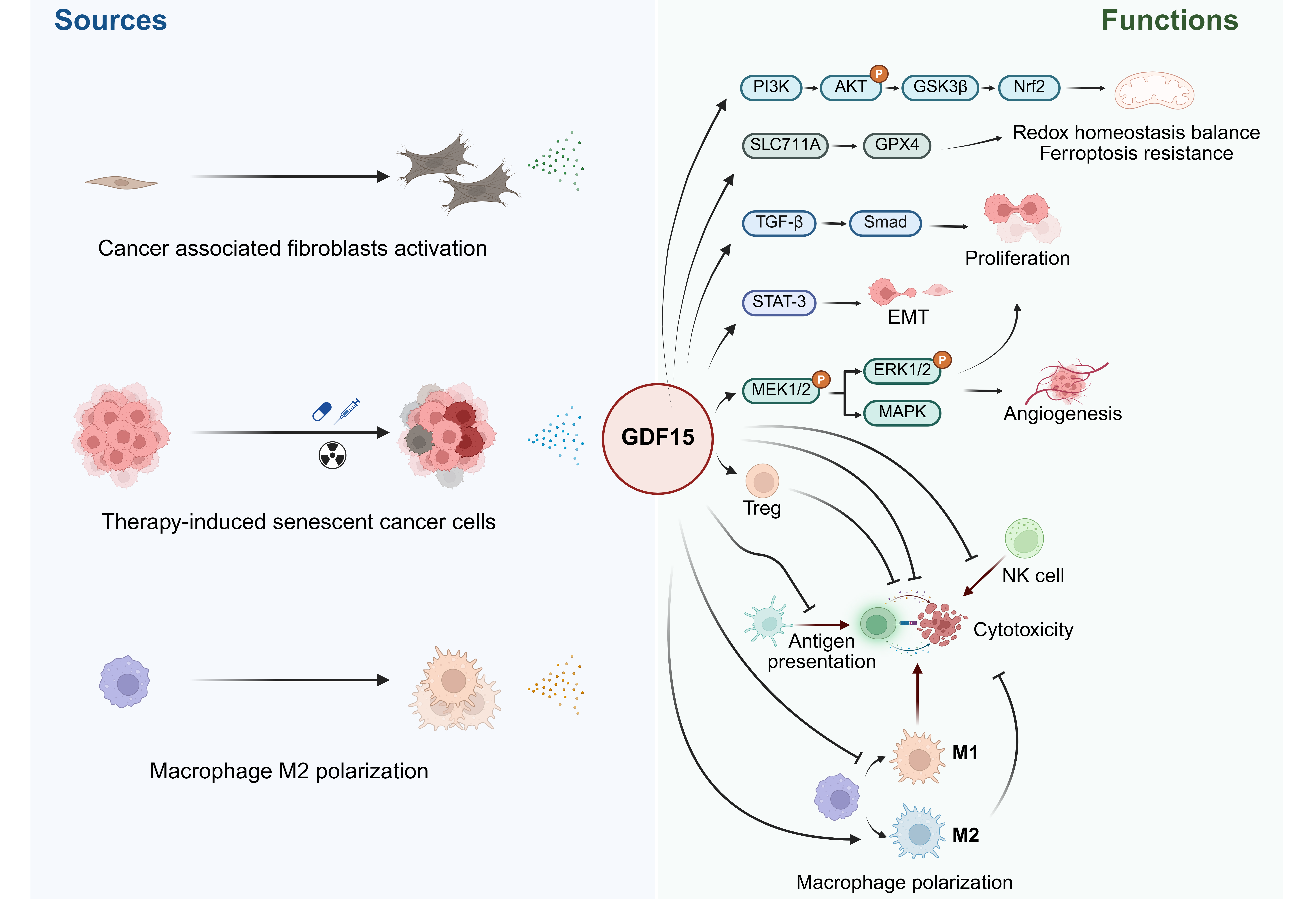 activin GDF15 cytokines