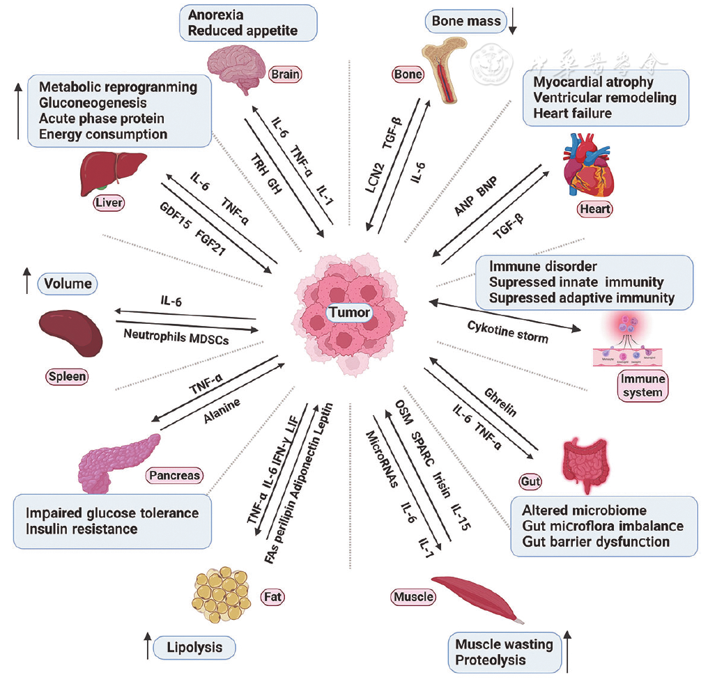 tumor secreted cachexia factors