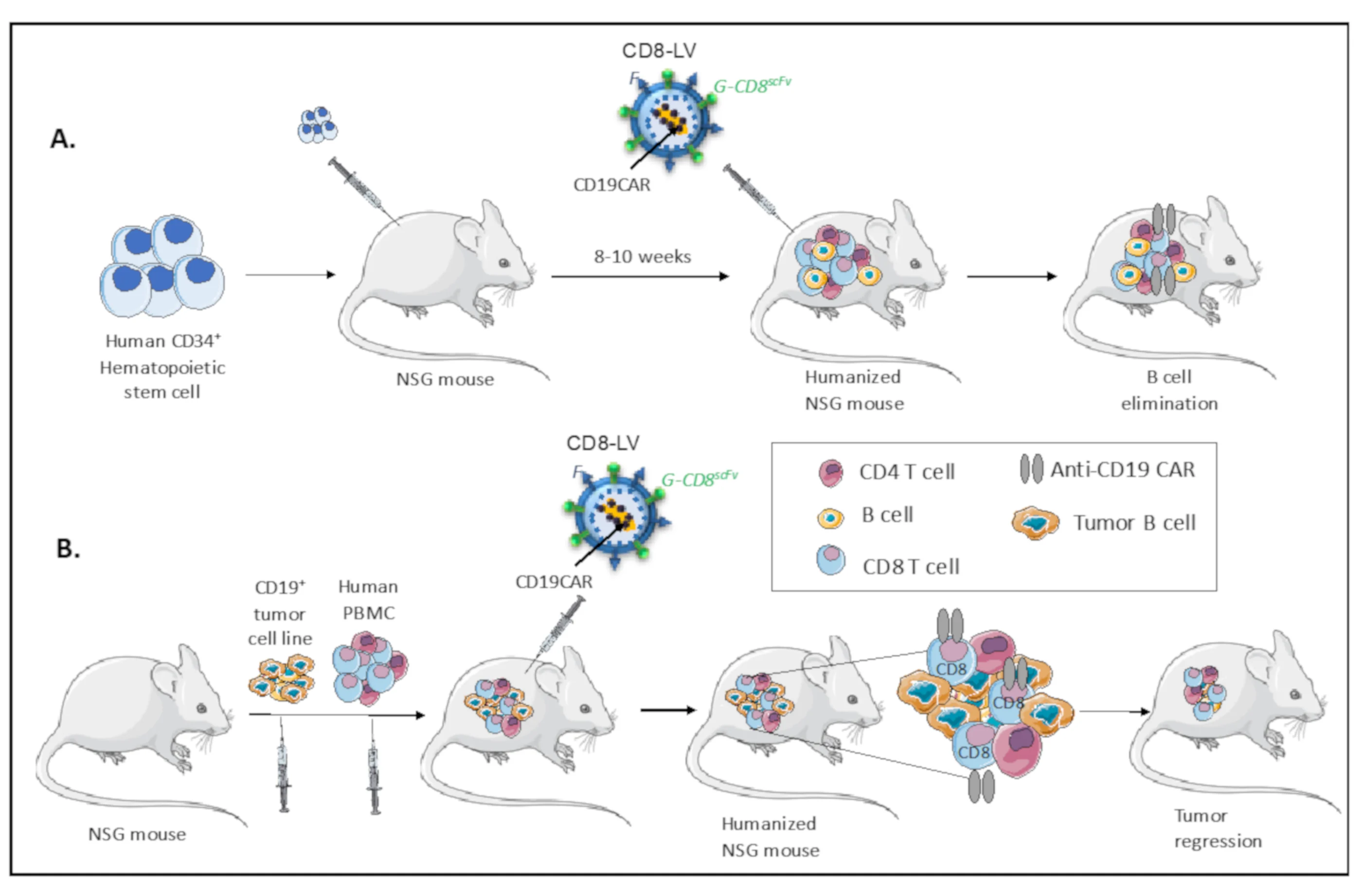 preclinical cancer mouse models