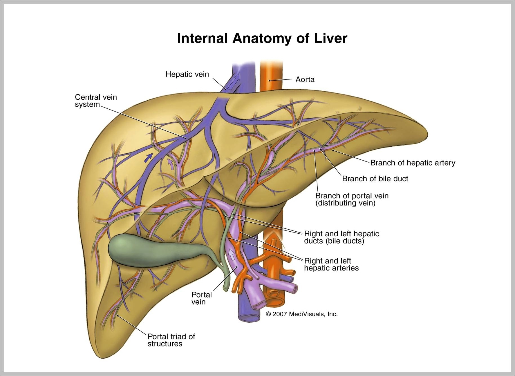 human liver anatomy diagram