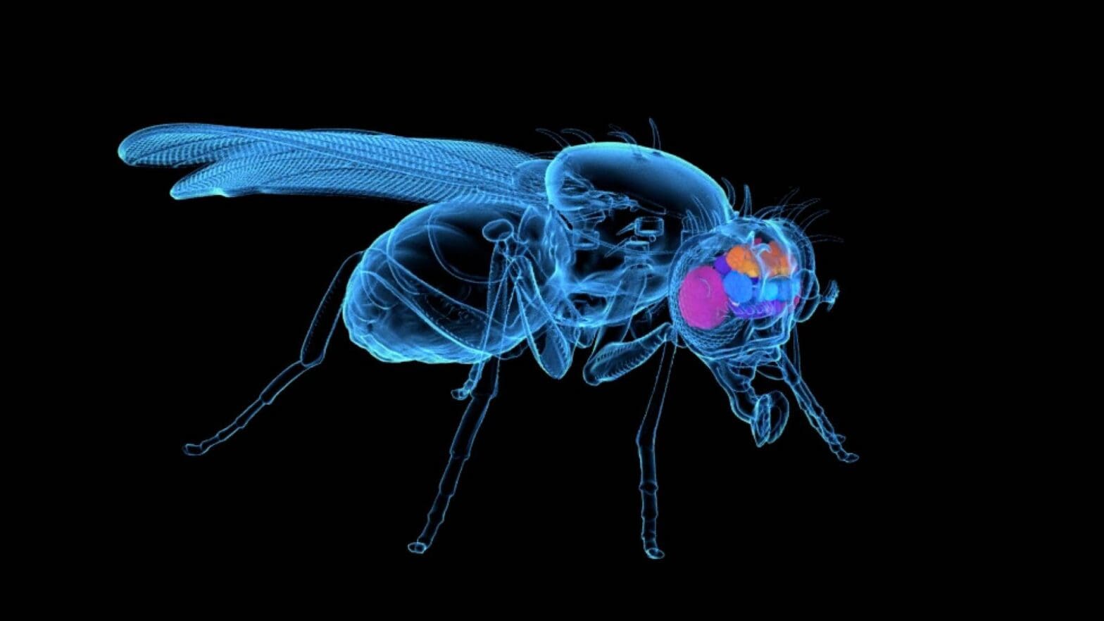 Eon Systems Emulates a Fruit Fly Brain — Neuron by Neuron