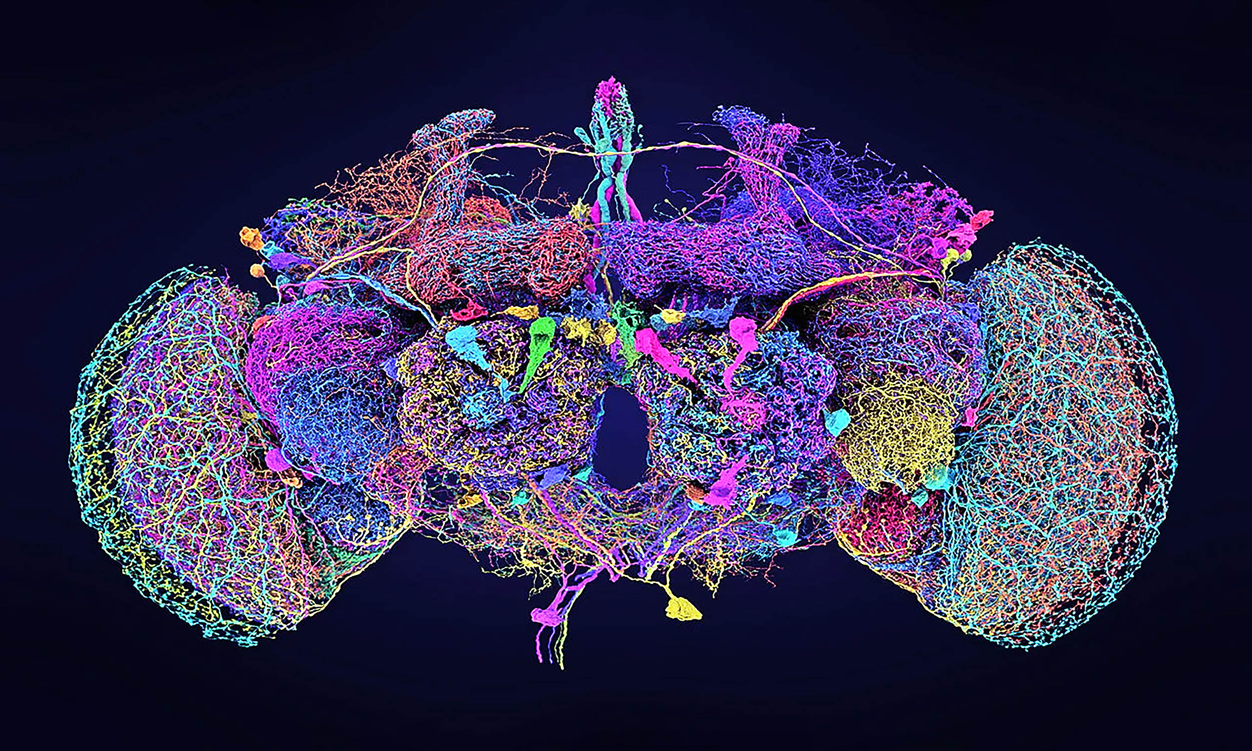 fruit fly brain connectome