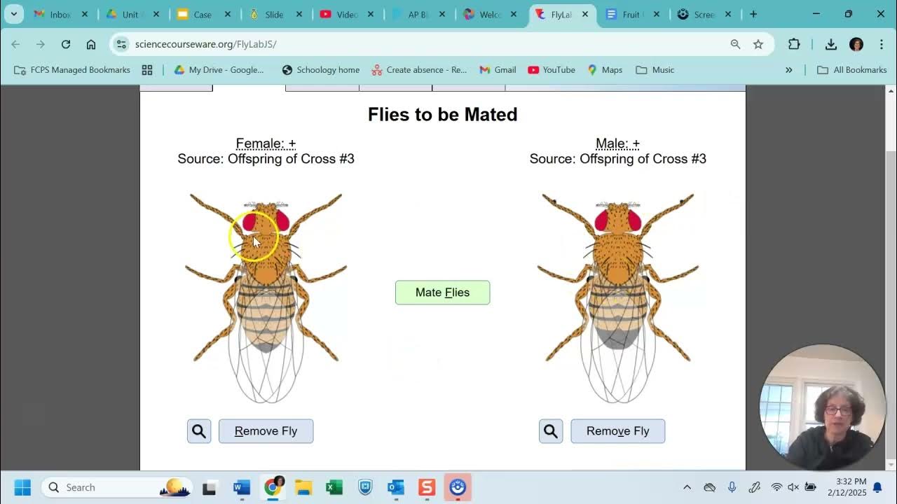 virtual fruit fly grooming