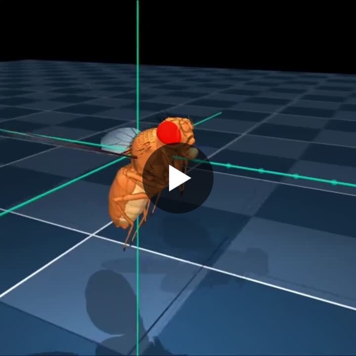 virtual fruit fly walking