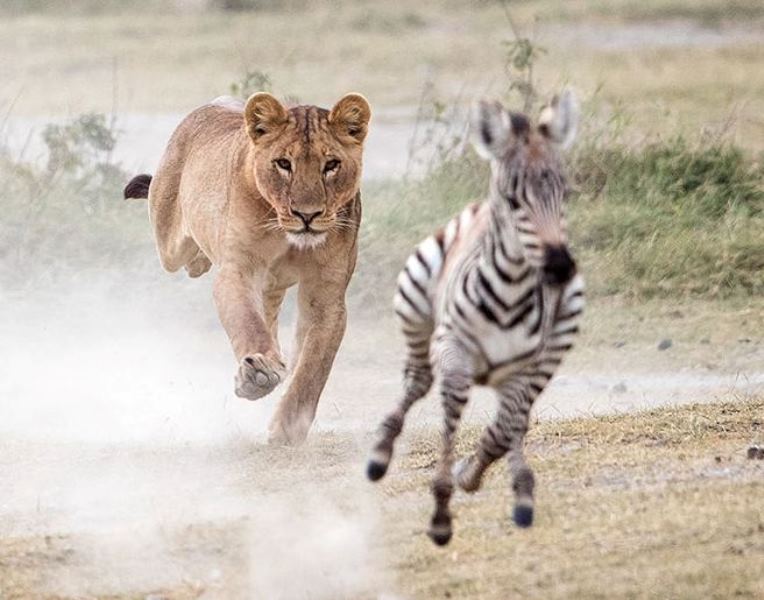 predator prey interaction footage