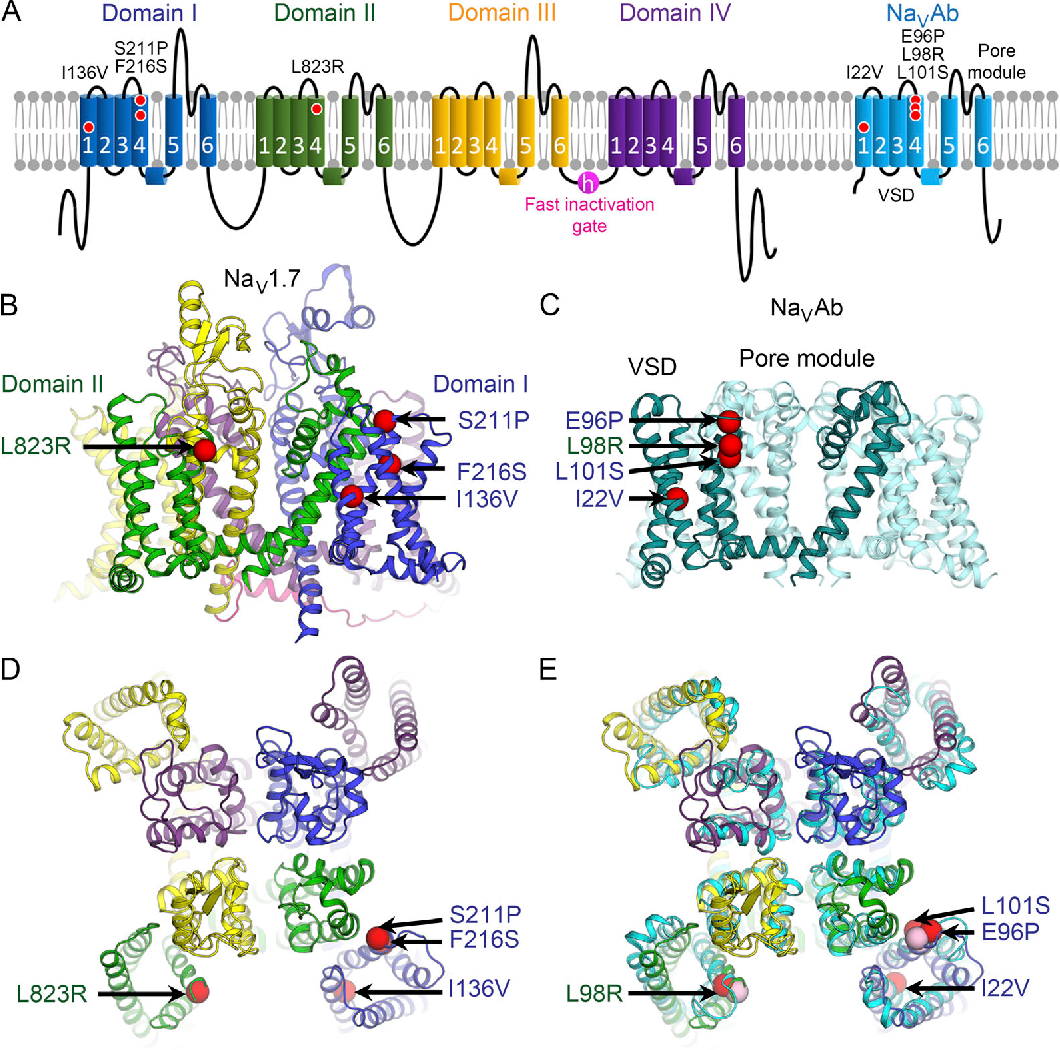 Nav1.7 ion channel chondrocytes
