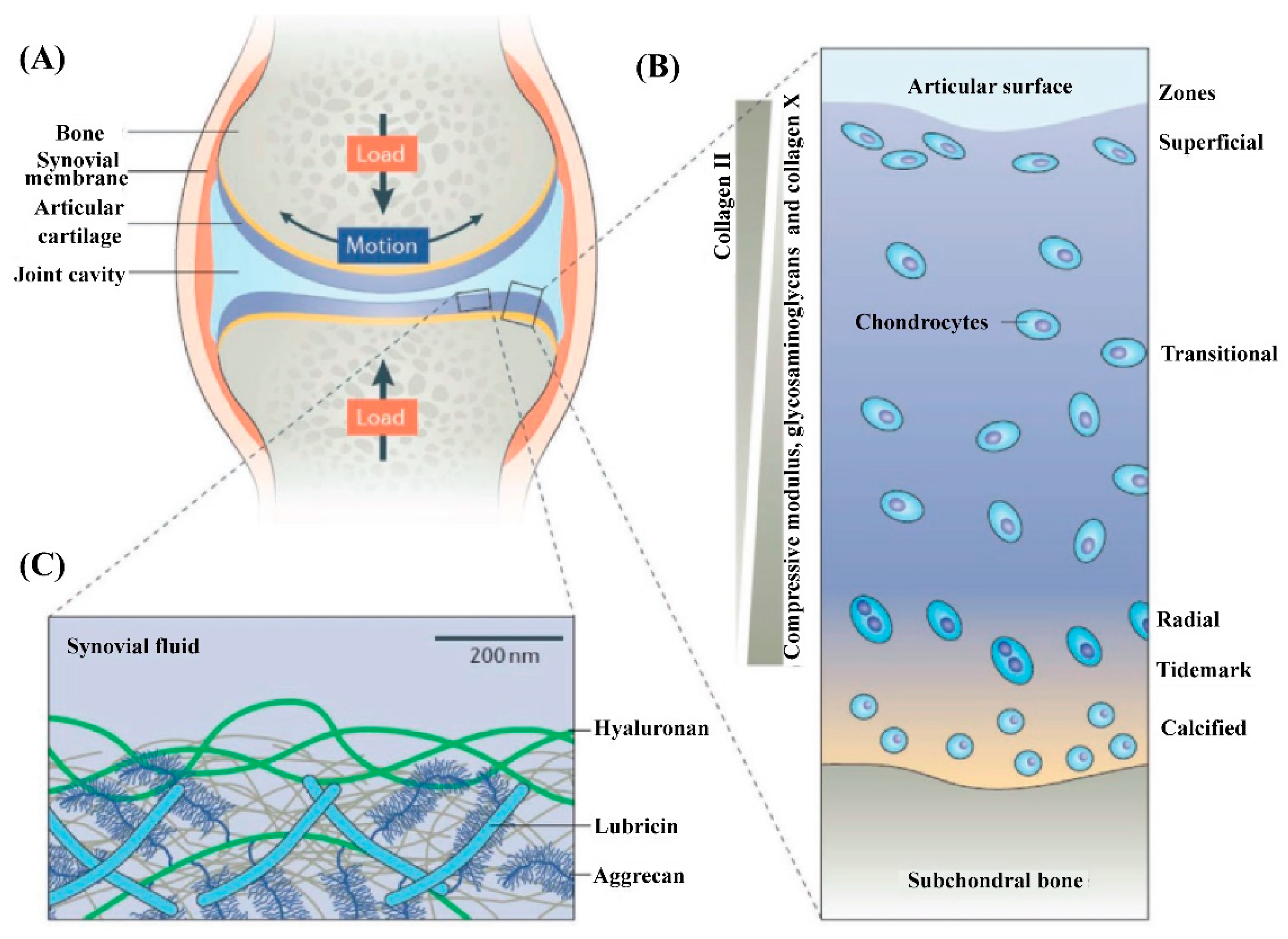 lacosamide collagen hydrogel joint