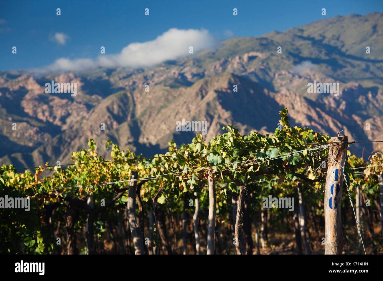 Los Valles Calchaquíes wine region