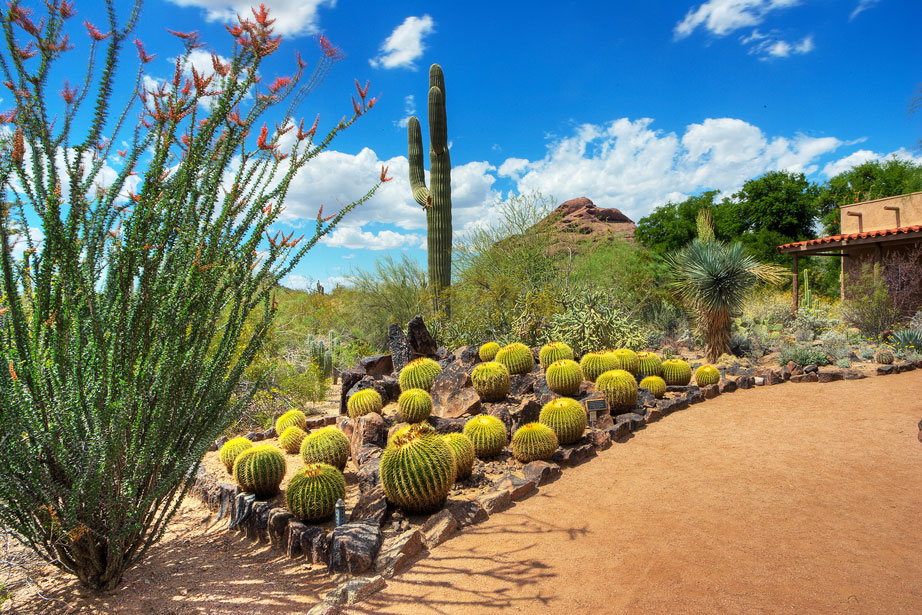 Desert Botanical Garden Phoenix