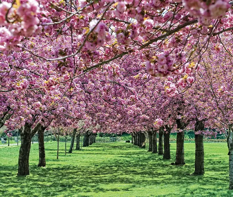 Brooklyn Botanical Garden