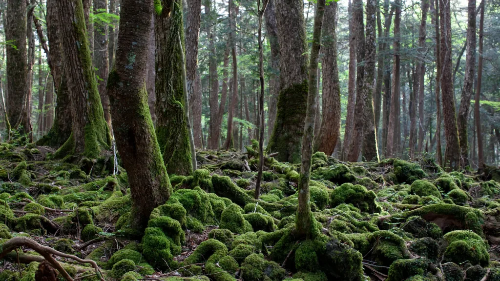 Aokigahara forest camcorder discovery