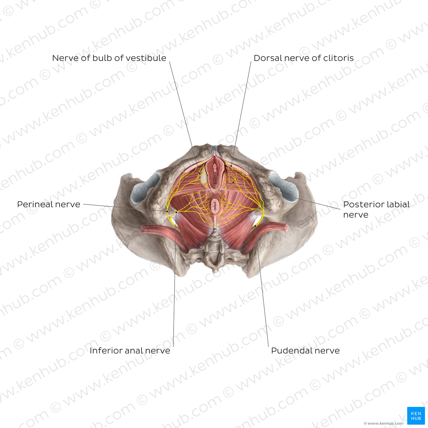 clitoral nerve anatomy diagram