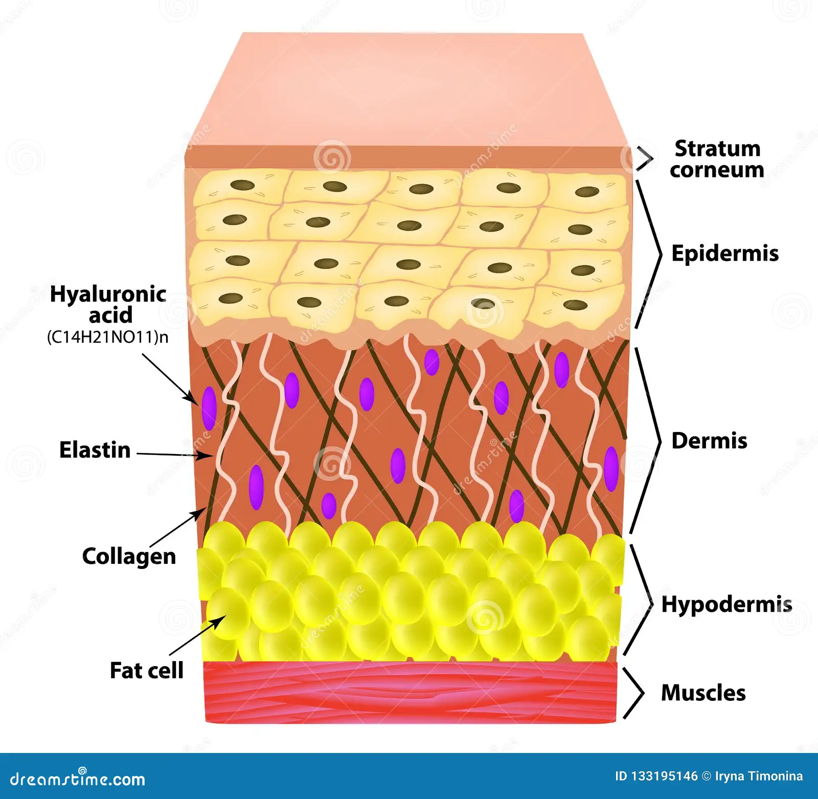 skin anatomy collagen elastin diagram