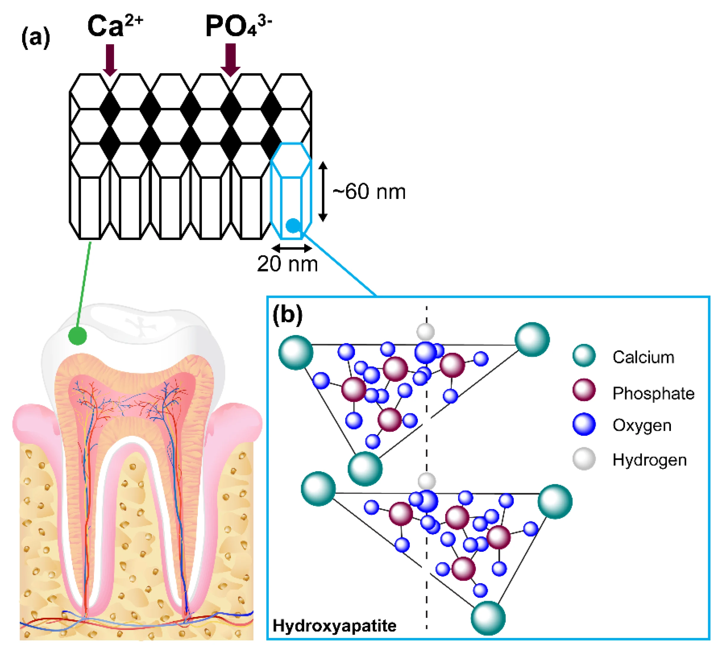 hydroxyapatite tooth enamel crystals