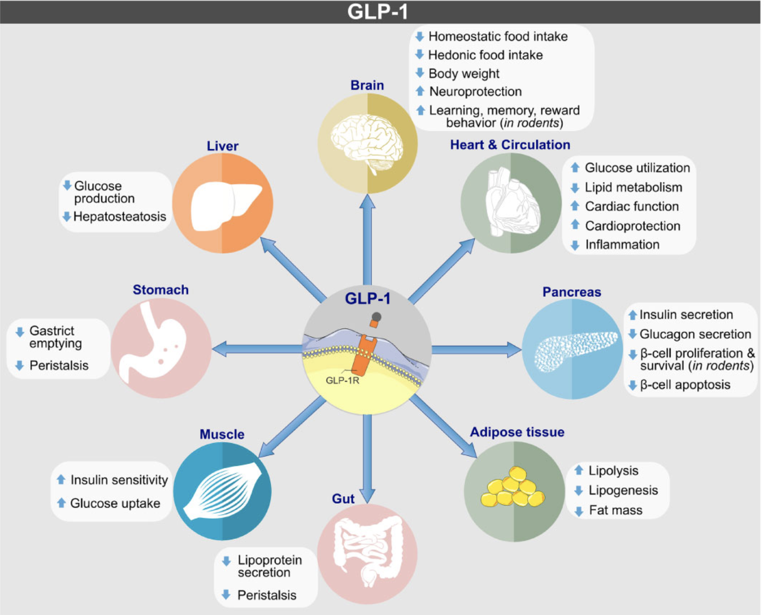 GLP-1 receptor agonists medication