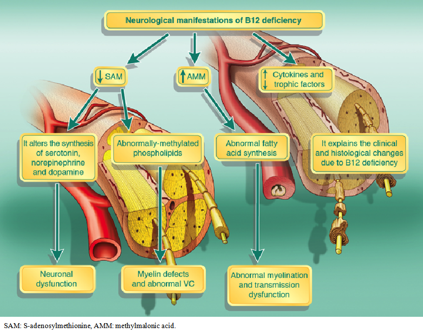 Vitamin B12 neurological development