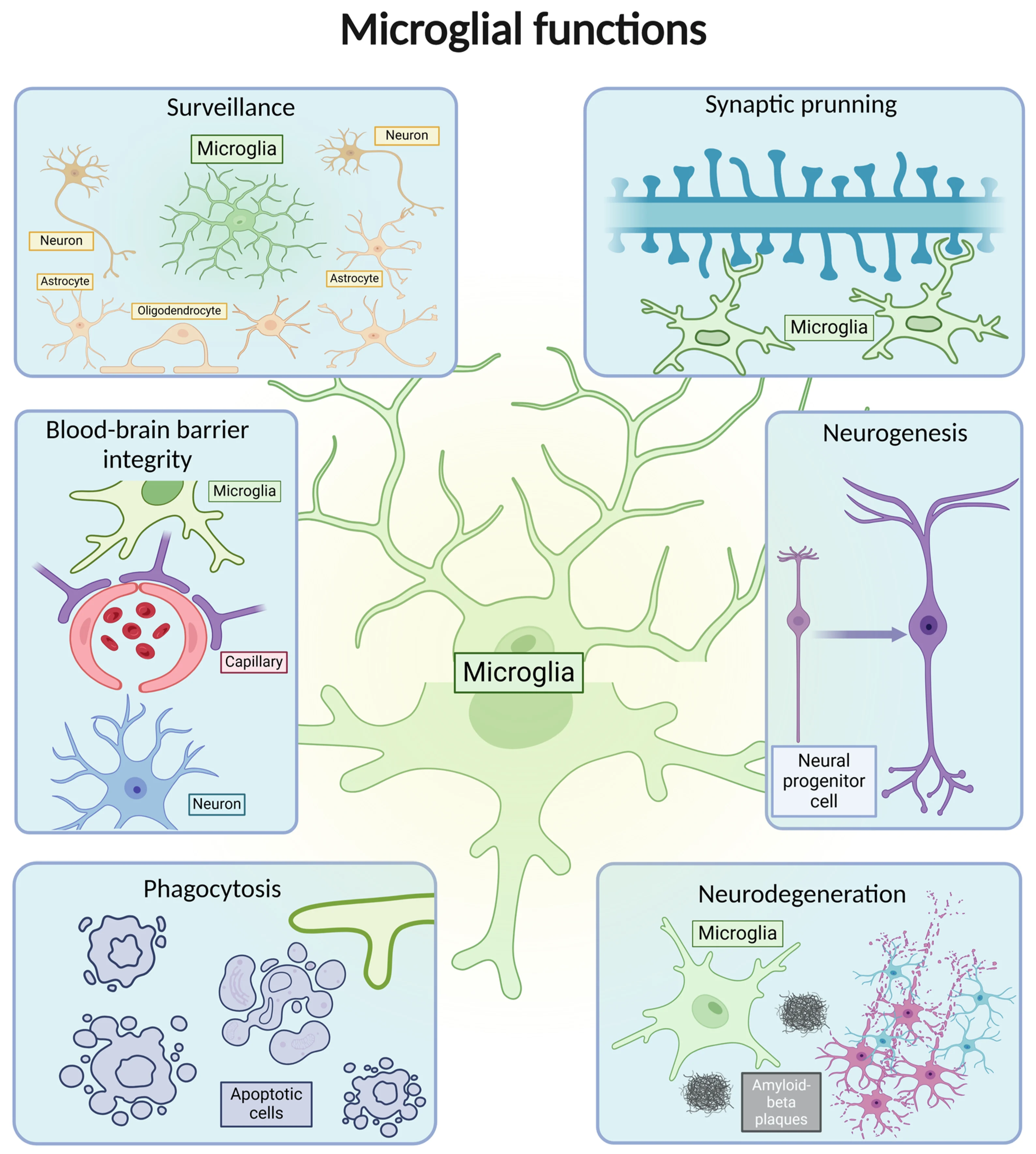 microglia brain immune cells