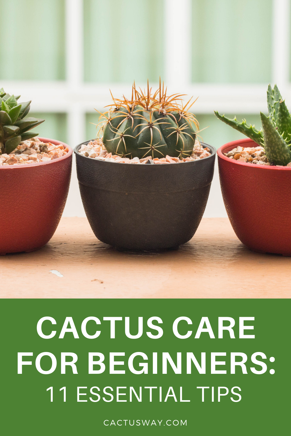 Grow Your First Cactus: Beginner's Complete Guide