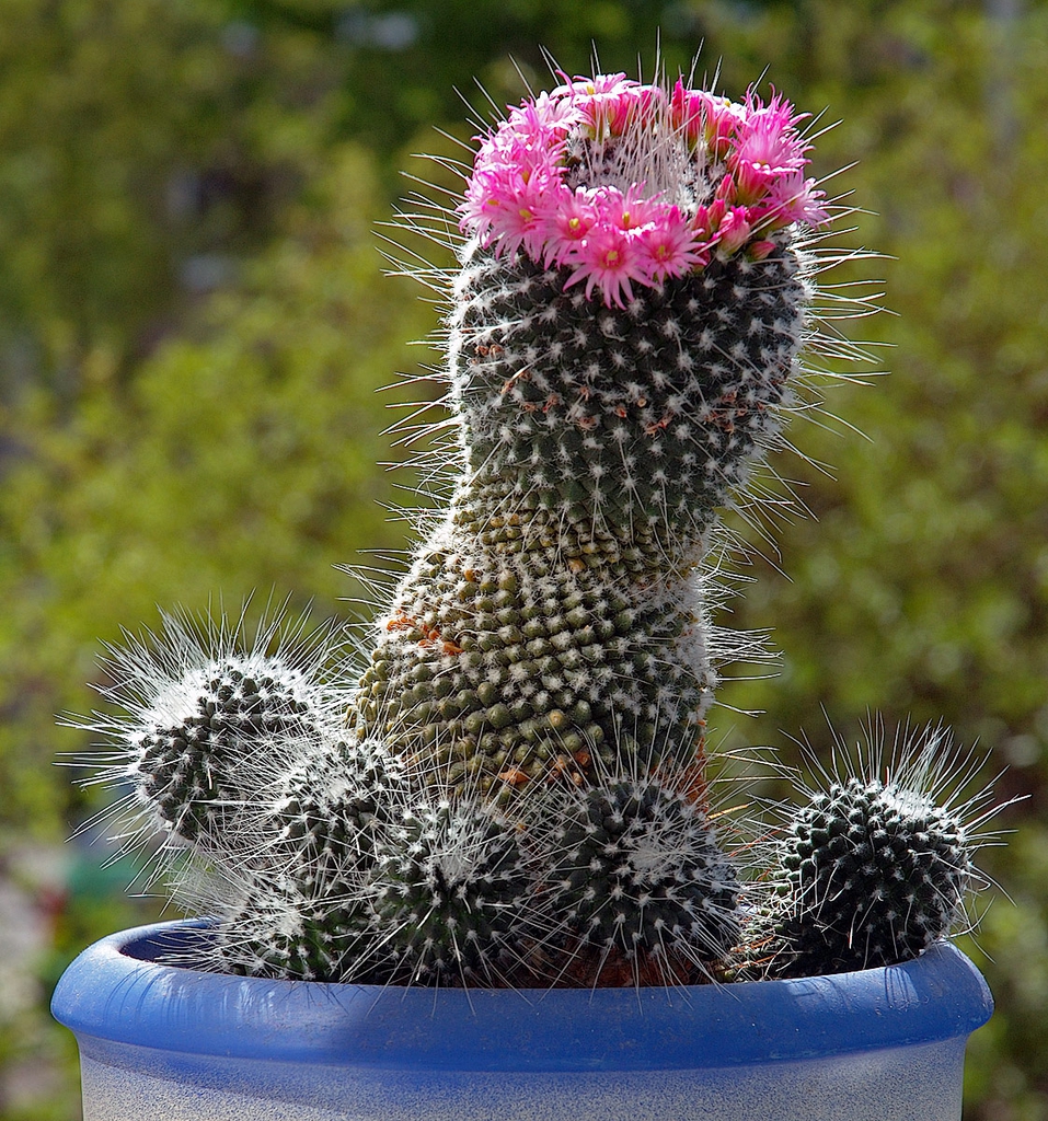 Mammillaria cactus plant