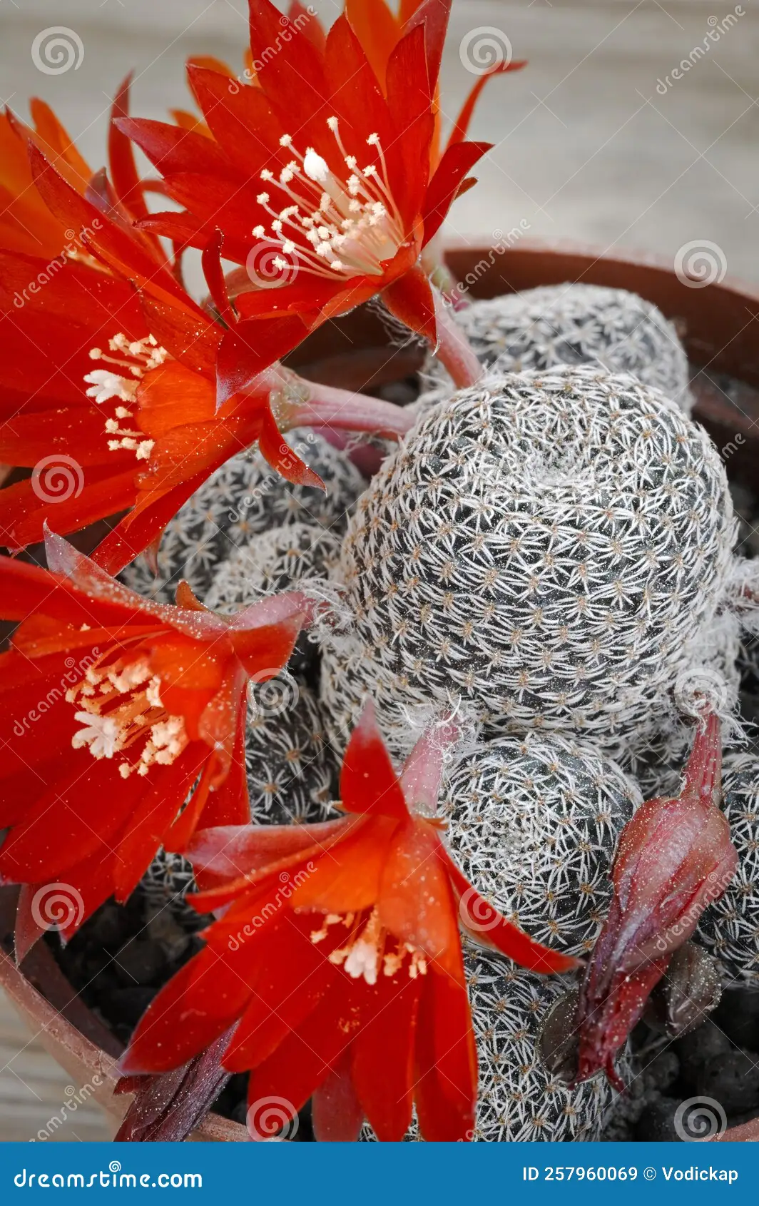 Rebutia cactus blooming