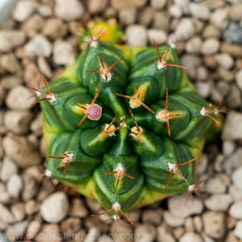 Gymnocalycium cactus indoor