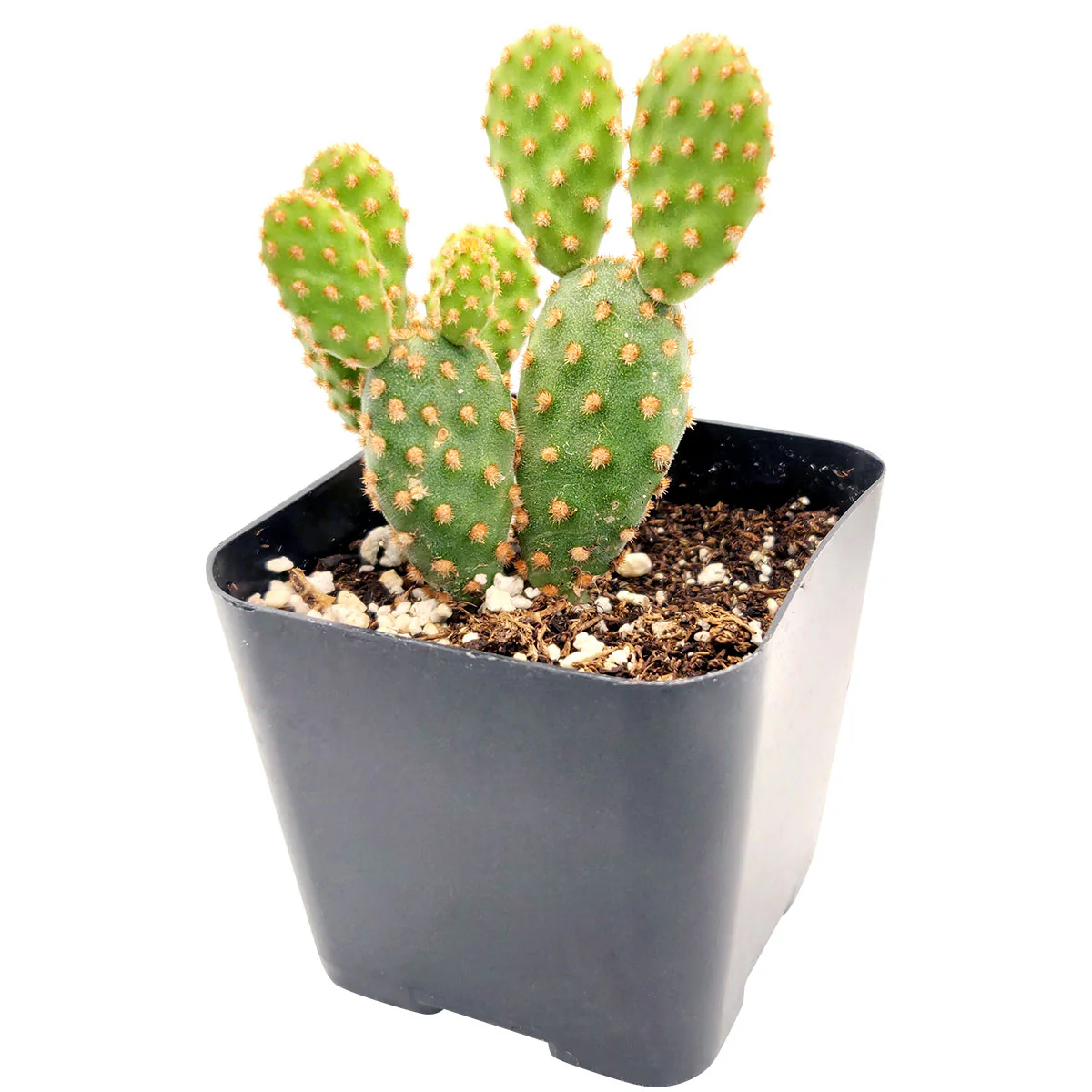 Opuntia cactus small pot
