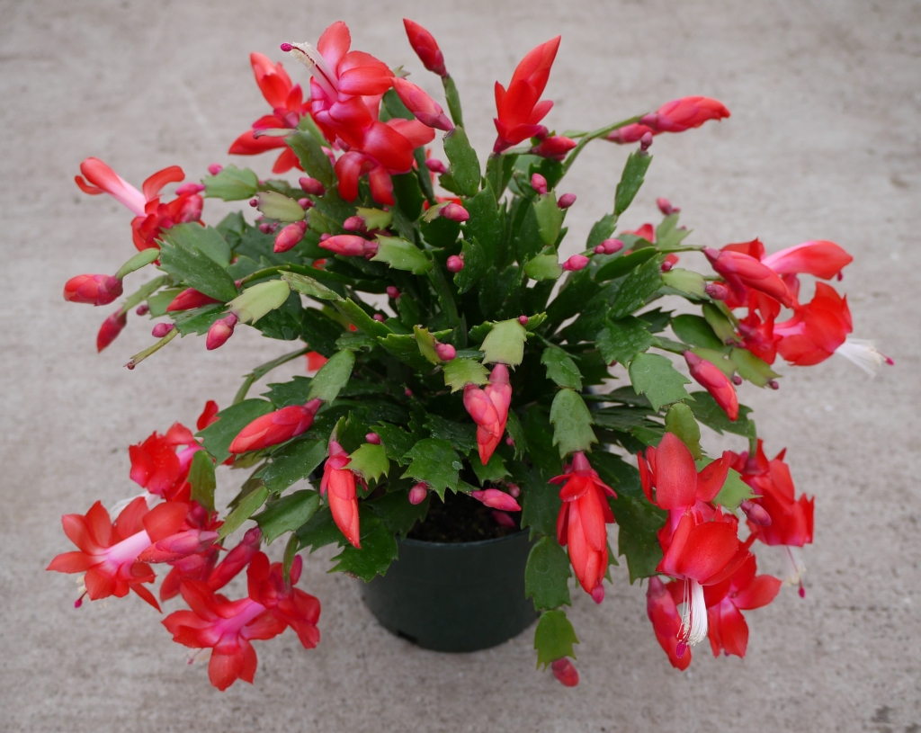 holiday cactus Schlumbergera