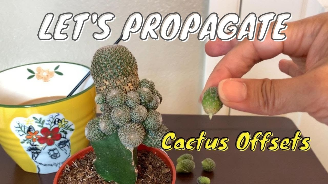 cactus propagation offsets