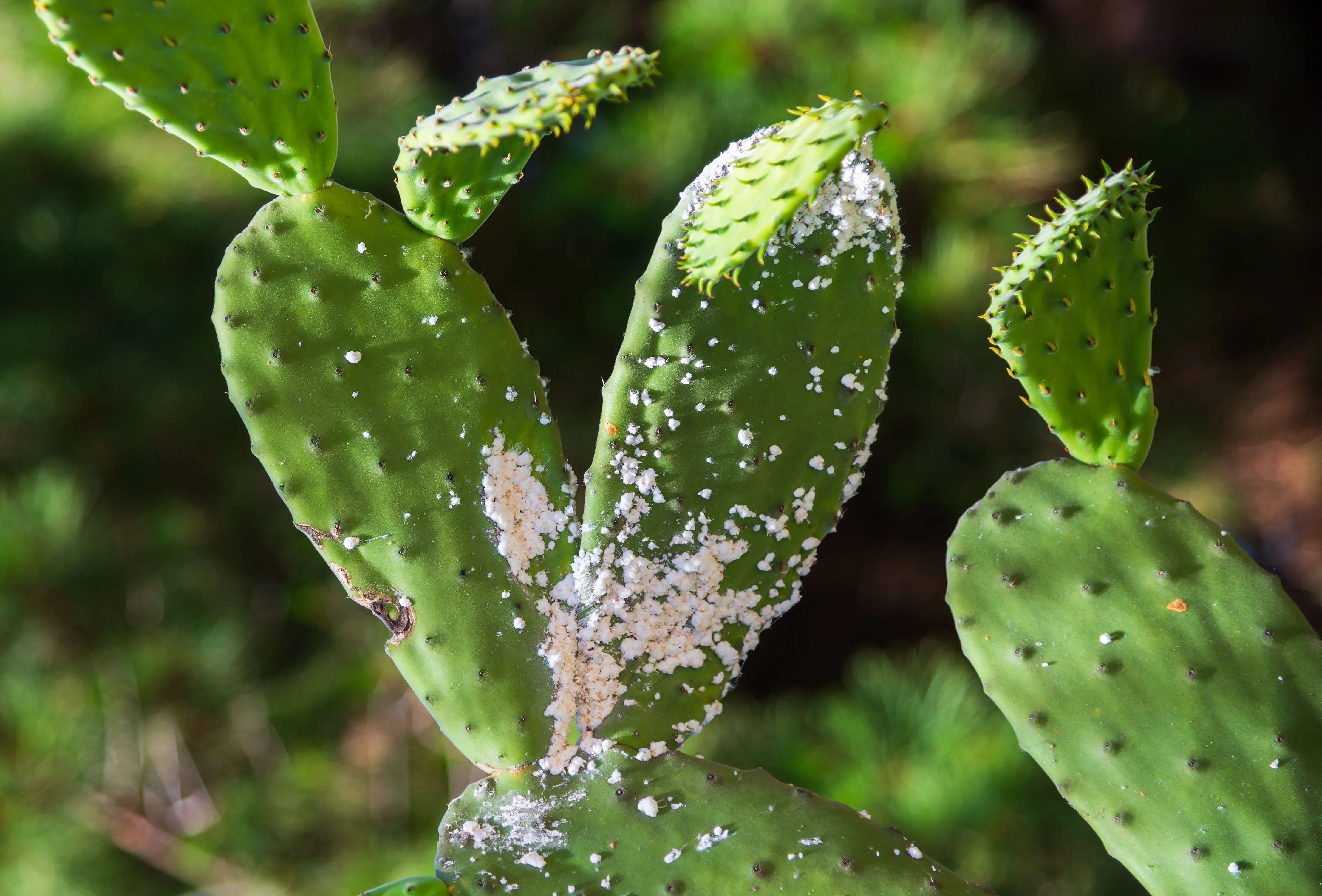 cactus pests mealybugs