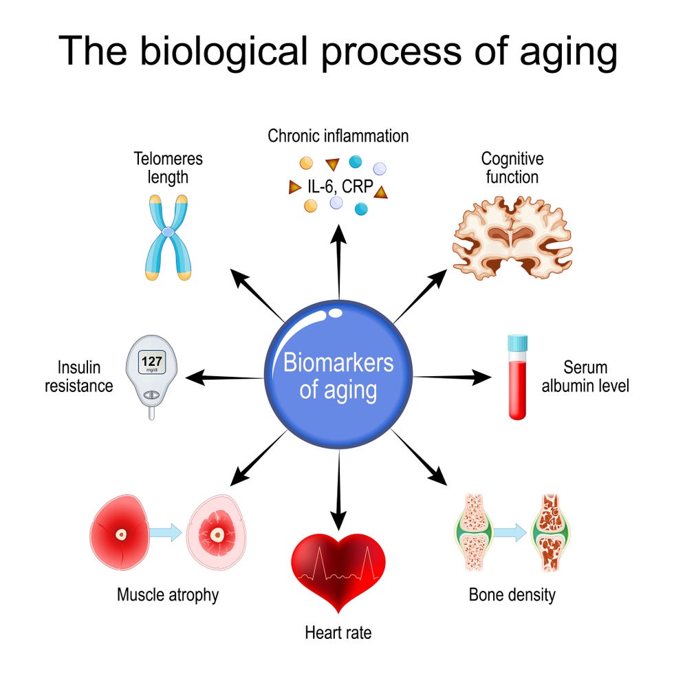 Healthy Aging Hidden in Your Blood: What Your Tests Reveal