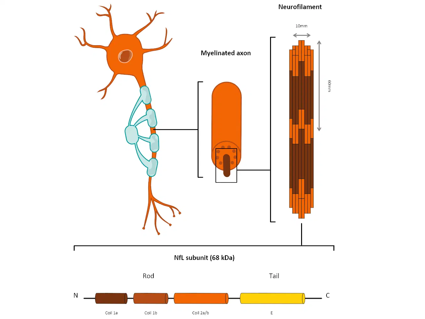 neurofilament light chain test