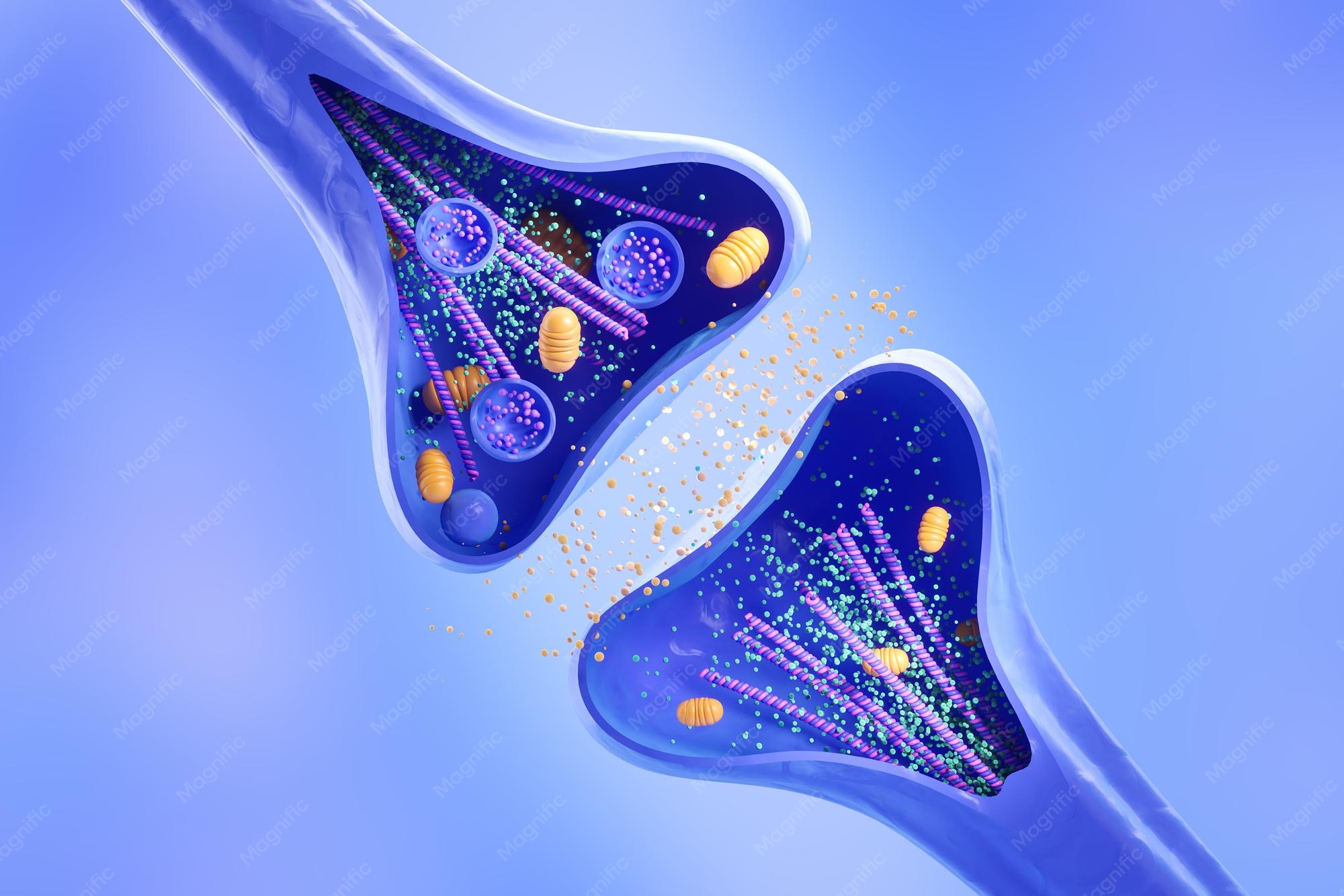neuron synapse illustration
