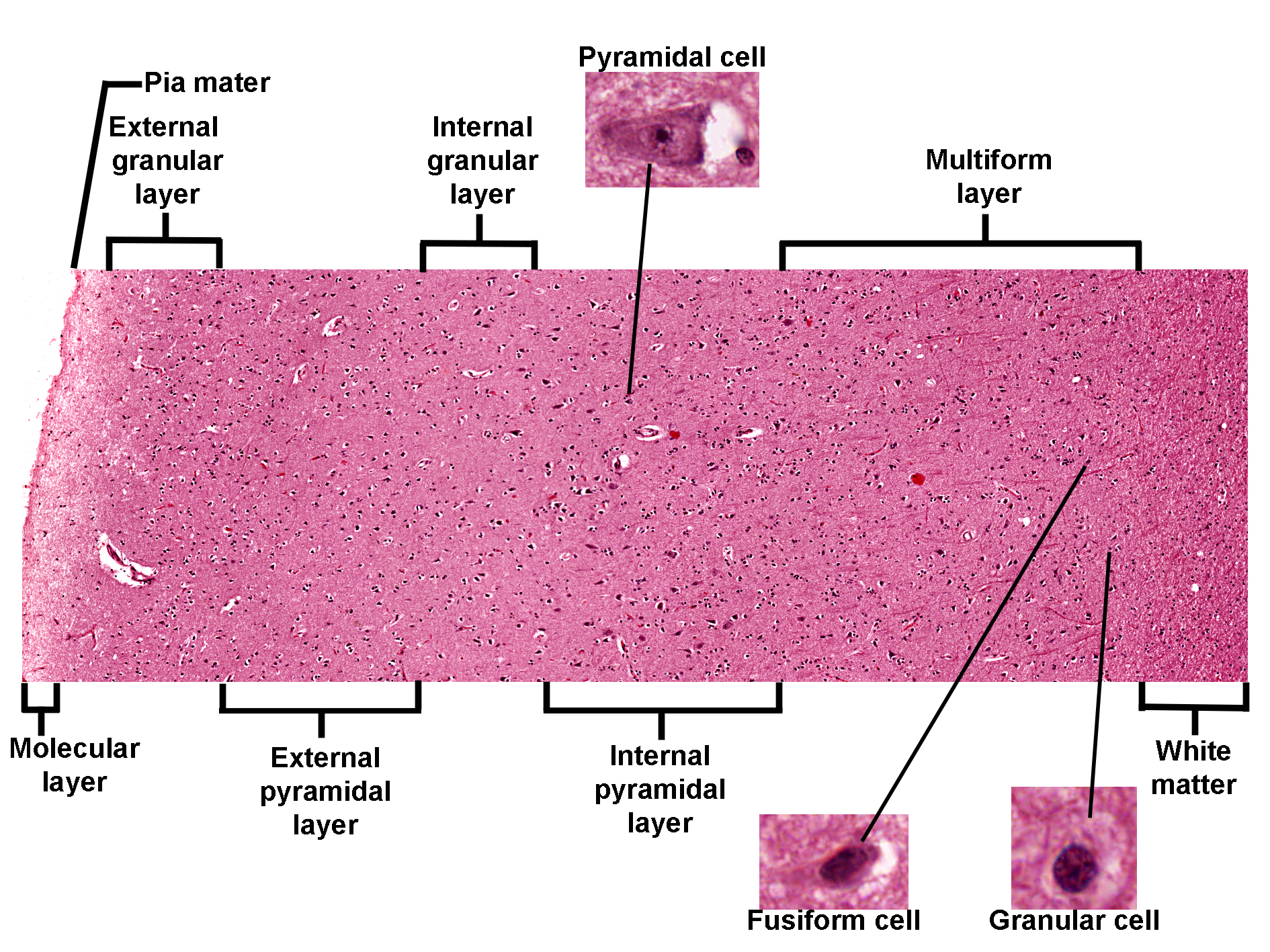 laboratory brain histology slice