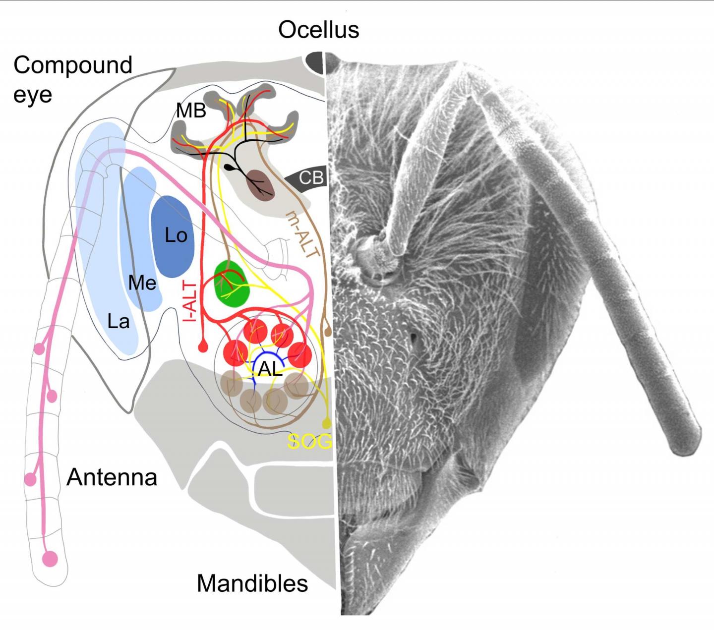 Hidden Brain Switch Assigns Roles in Honeybee Colonies