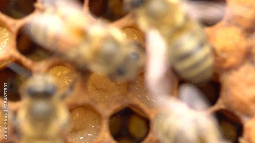honeybee nurse bee tending brood