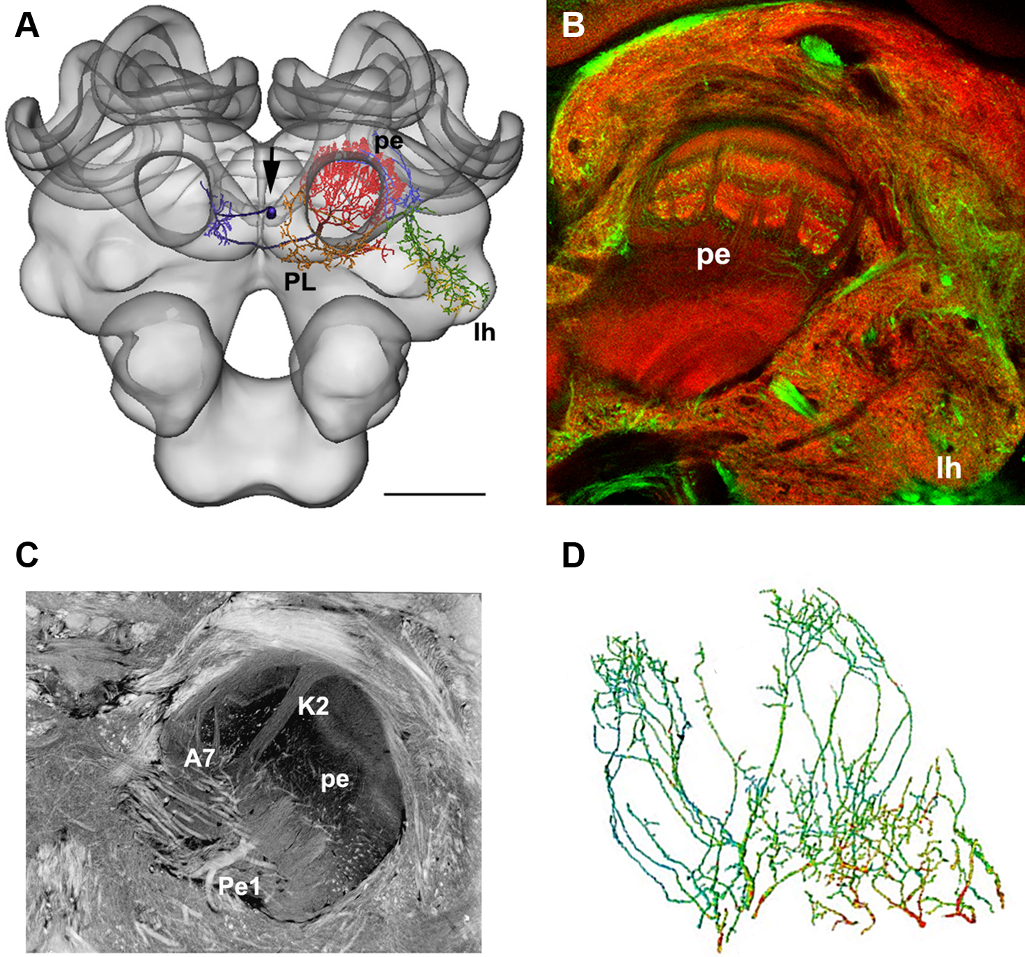 bee brain mushroom body neurons