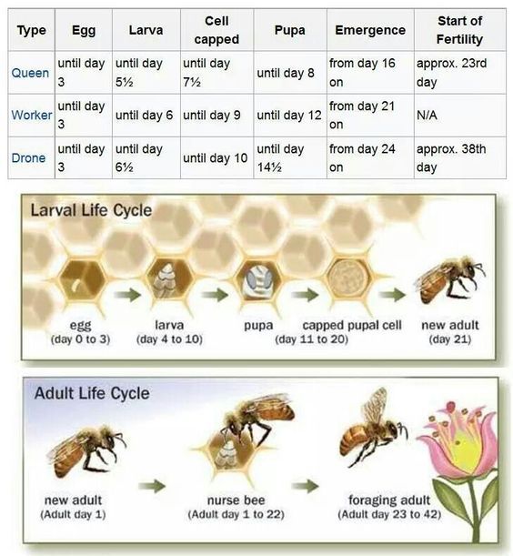 juvenile hormone bee development