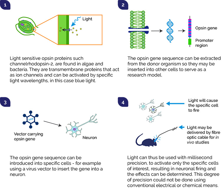 optogenetic bee brain stimulation
