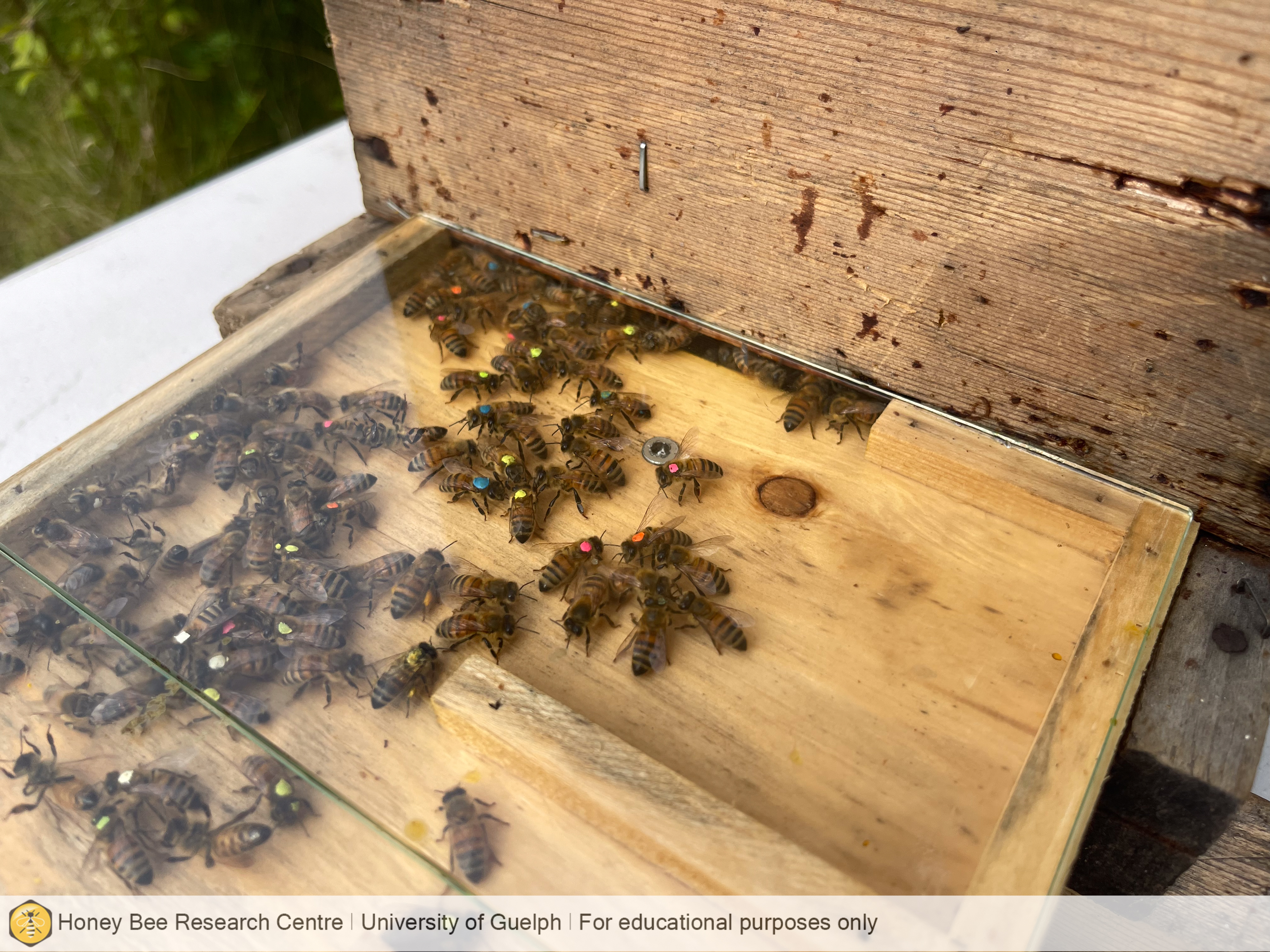 honeybee observation hive research