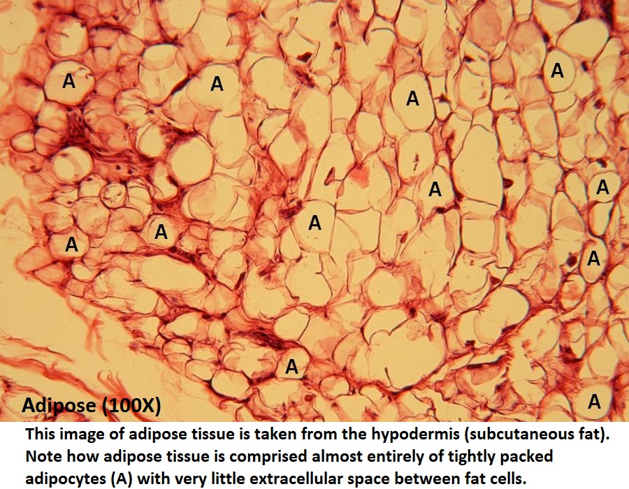 adipose tissue microscopic view