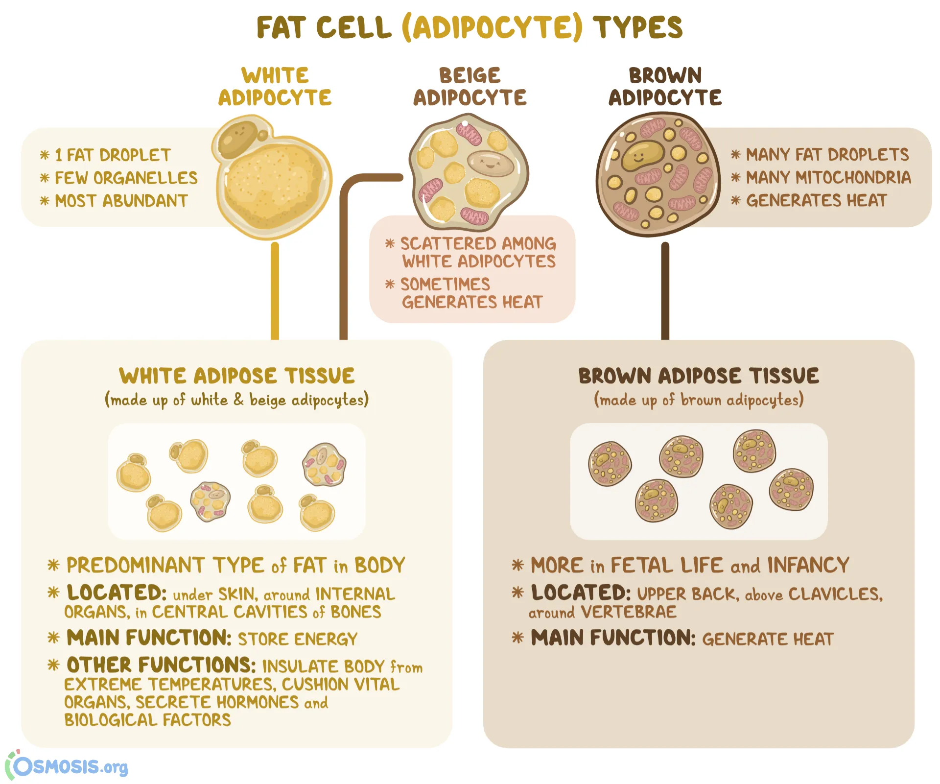 brown fat versus white fat