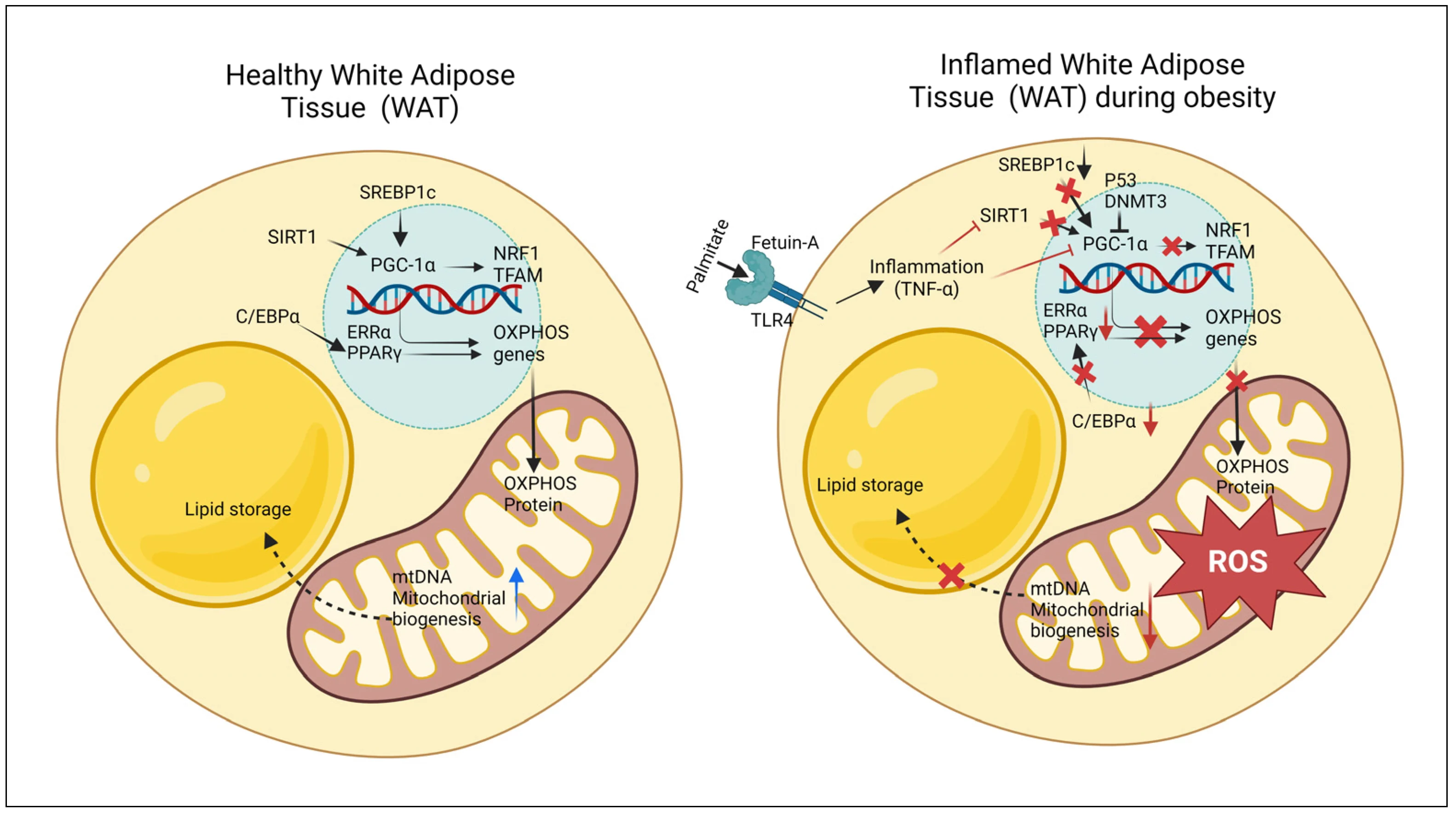 mitochondria in adipocytes
