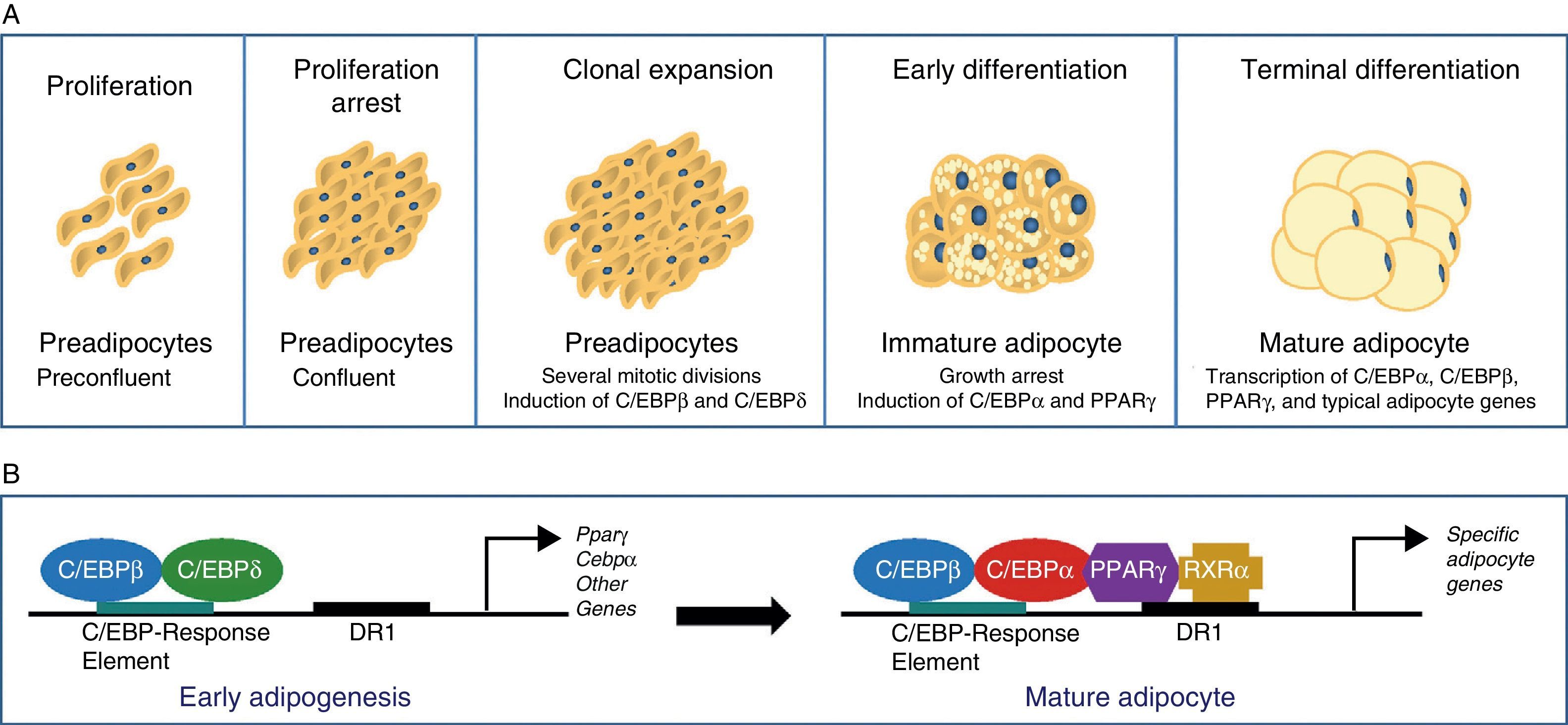 preadipocyte differentiation process