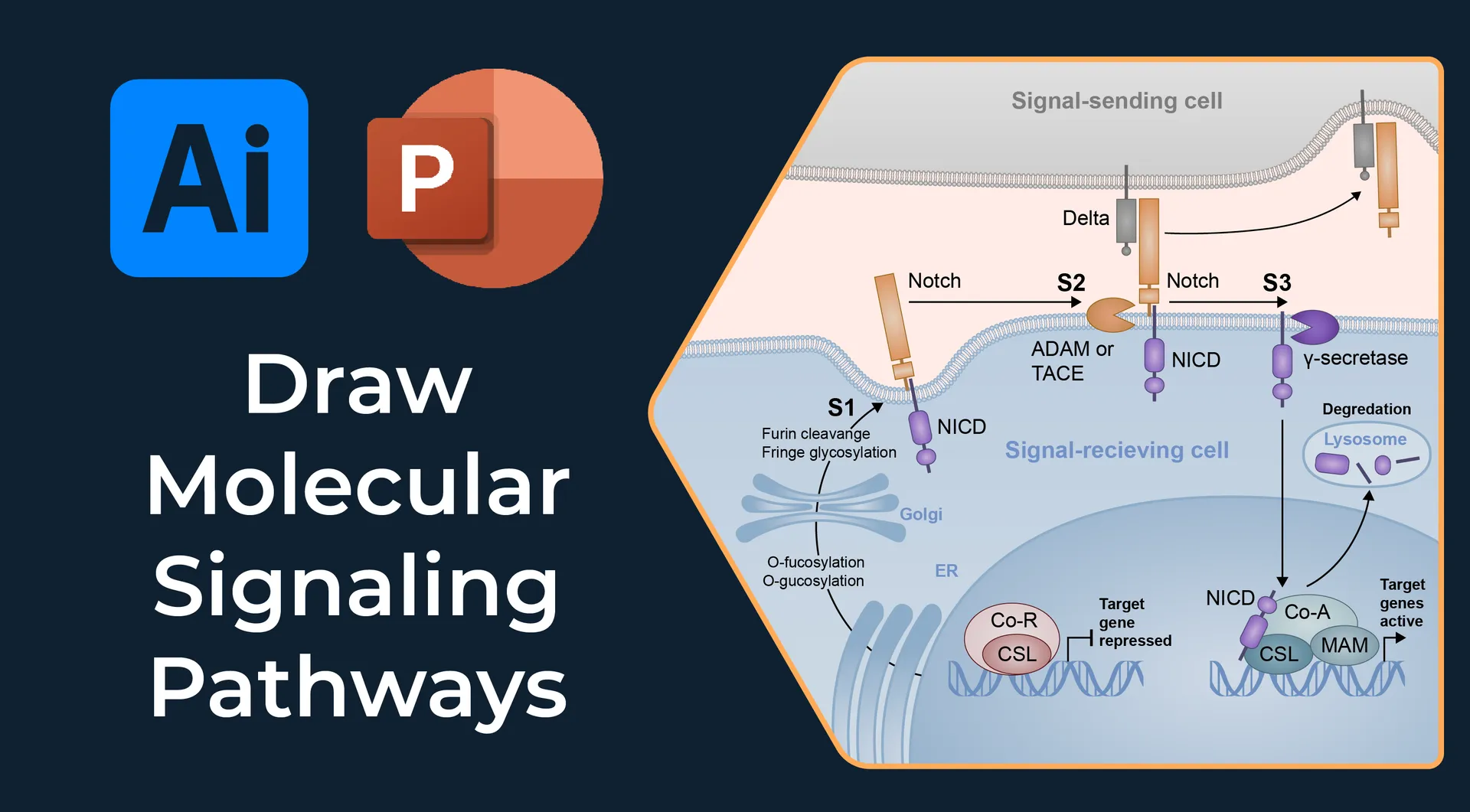 molecular signaling pathway diagram