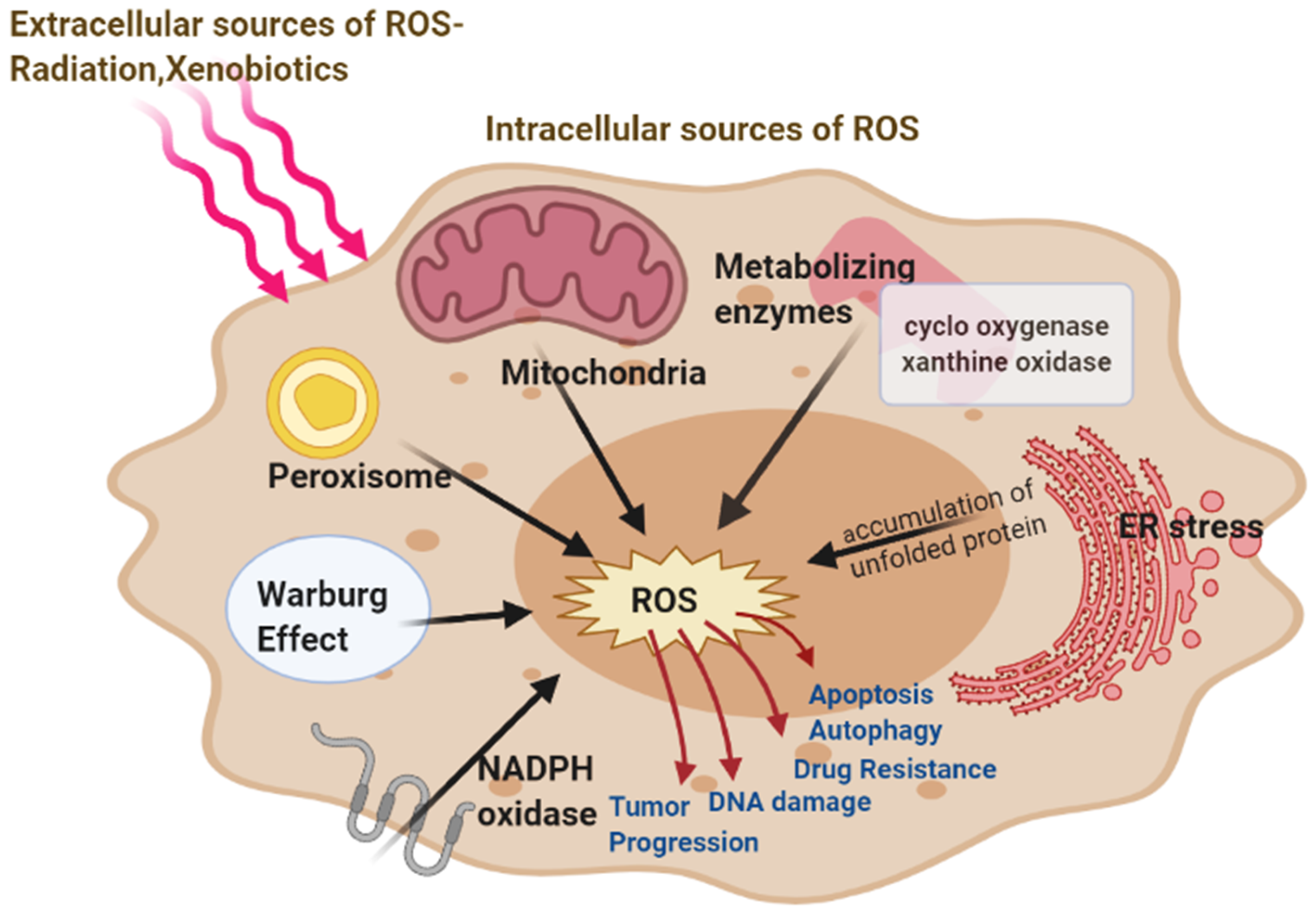 cancer cell oxidative stress illustration