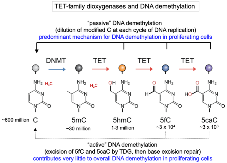 DNA demethylation TET enzymes diagram